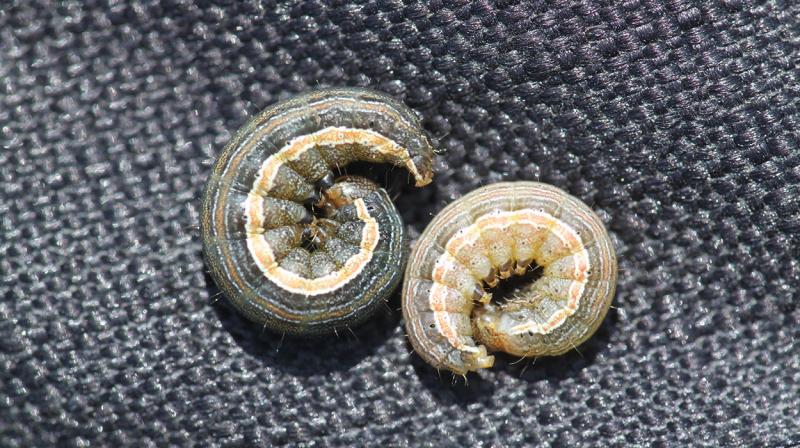 Dark green and tan curled caterpillars with an orange stripe along their sides.