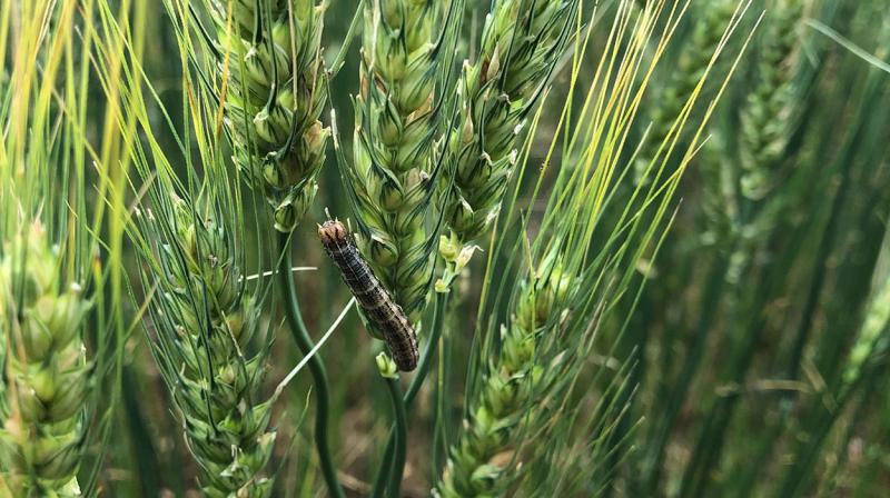 Dark colored caterpillar feeding on wheat head.