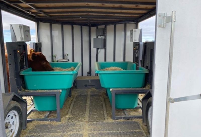 A cow using one of the two bunks of the SmartFeed Pro. The view is from trailer door being open and looking inside. The feed bunk contains hay that is being consumed by the cow and amount of hay being consumed is recorded in real-time by the precision technology sensors and algorithms.