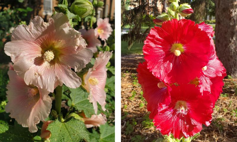 Pink and red Hollyhock flower varieties.