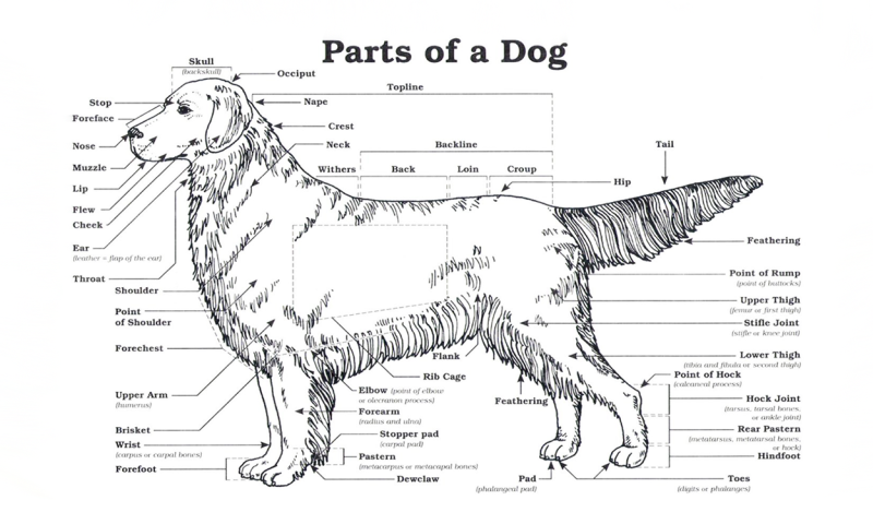 Diagram - Parts of a dog. For assistance reading this graphic and data set, please call SDSU Extension at 605-688-4792.
