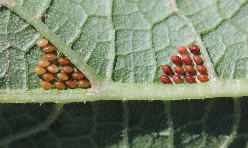 Two clusters of coppery or bronze colored eggs on the underside of green leaf.
