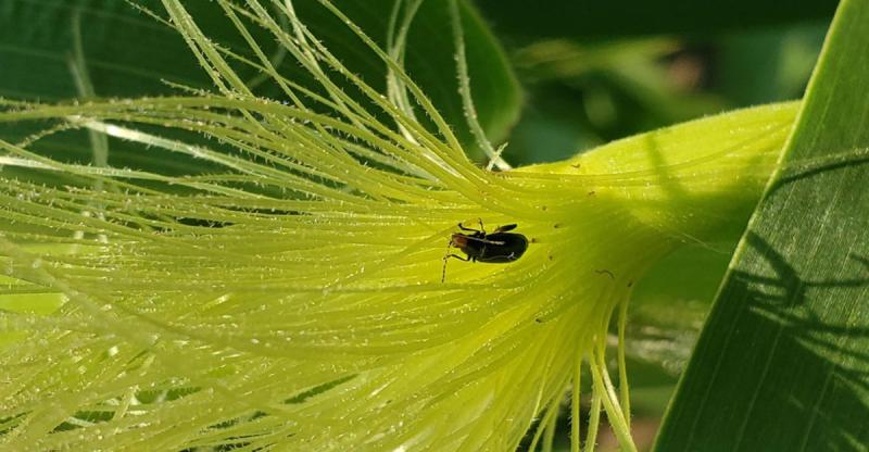 Corn silks with a beetle on them.