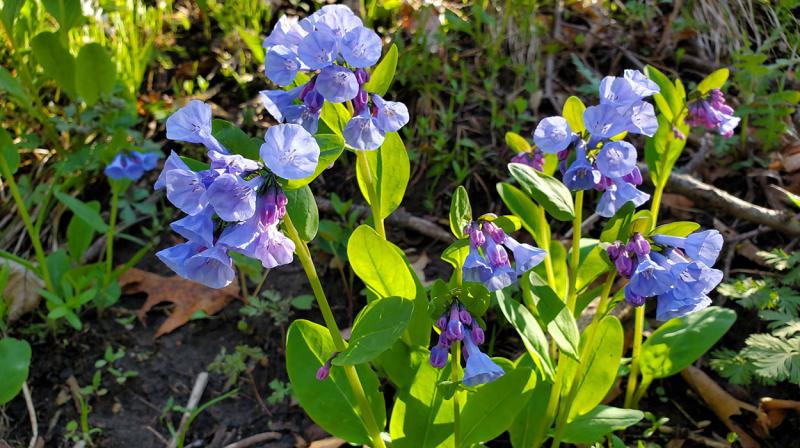 Virginia Bluebells with light-purple flowers.