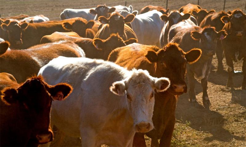 Group of mixed cattle in a hot, dusty feedlot.