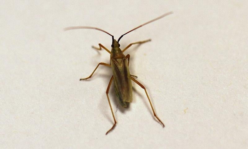 Elongate yellowish-brown bug on a white background.