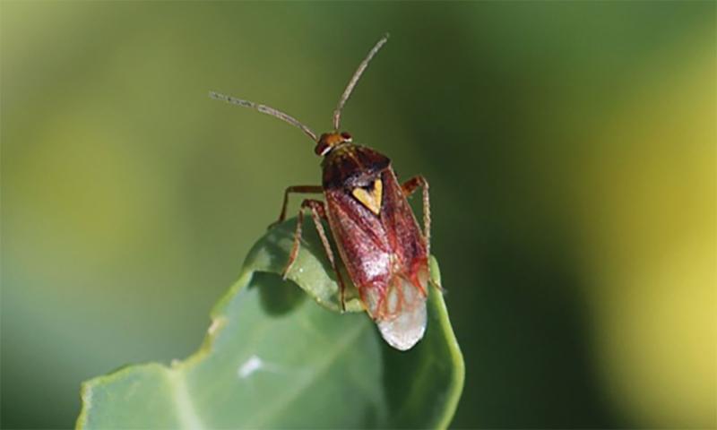 Brown bug on green leaf with green background.
