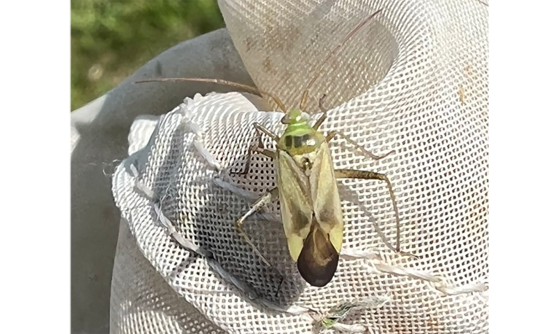 Greenish brown bug on a white sweep net cloth.