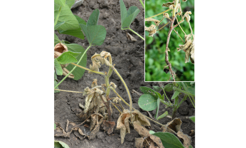 Phytophthora stem rot infected soybean plant displaying a chocolate brown lesion on the soybean stem, which starts at the soil line and extends up the soybean plant.