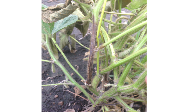 Soybean plant girdled from stem canker infection. Green tissue remains above and below the brown stem canker lesion.