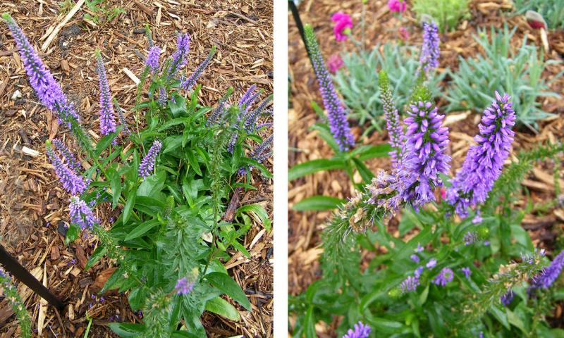 Veronica hybrids in bloom.
