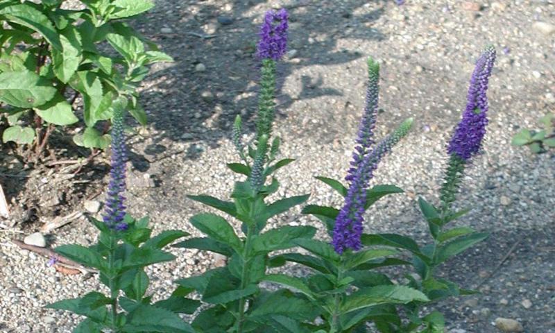 Long-leaf Veronica in bloom.