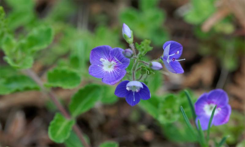 Thyme-Leaf Speedwell in bloom.