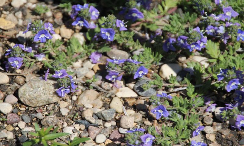 Comb Speedwell in bloom.