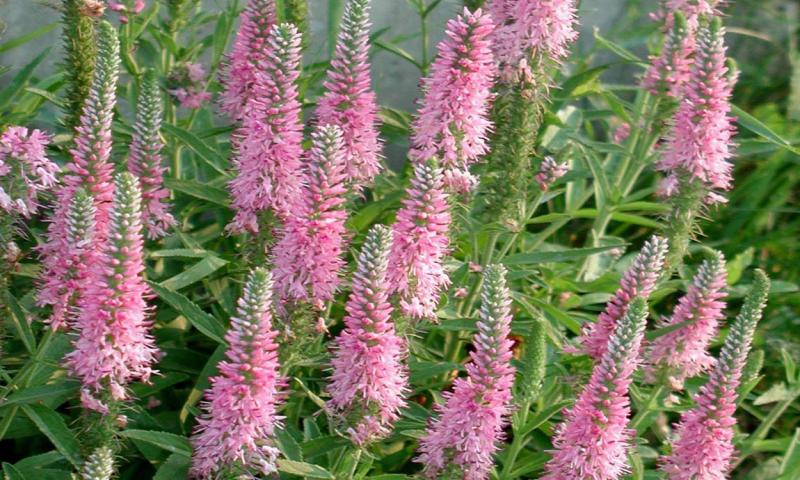 Spiked Speedwell in bloom.