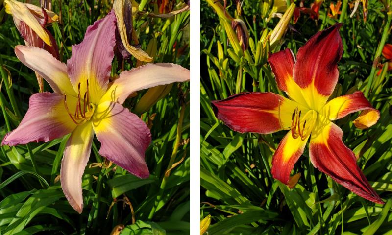 Day lilies in bloom.