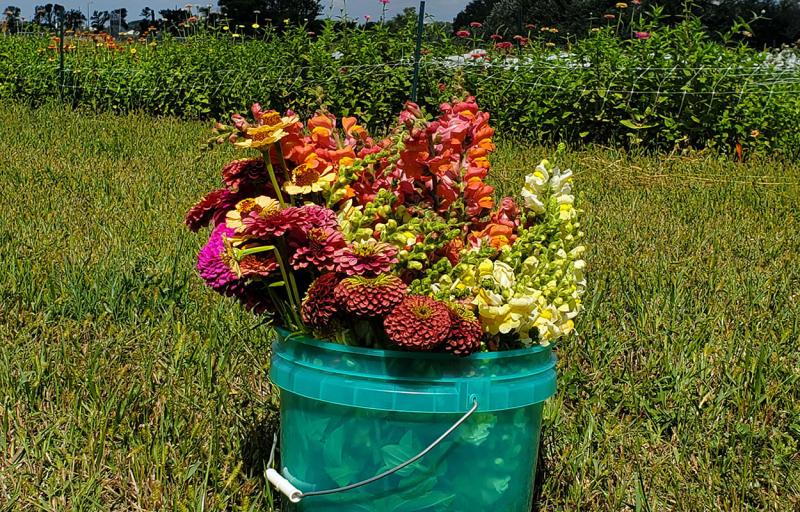 Bucket of cut Zinnia and Snapdragon flowers.