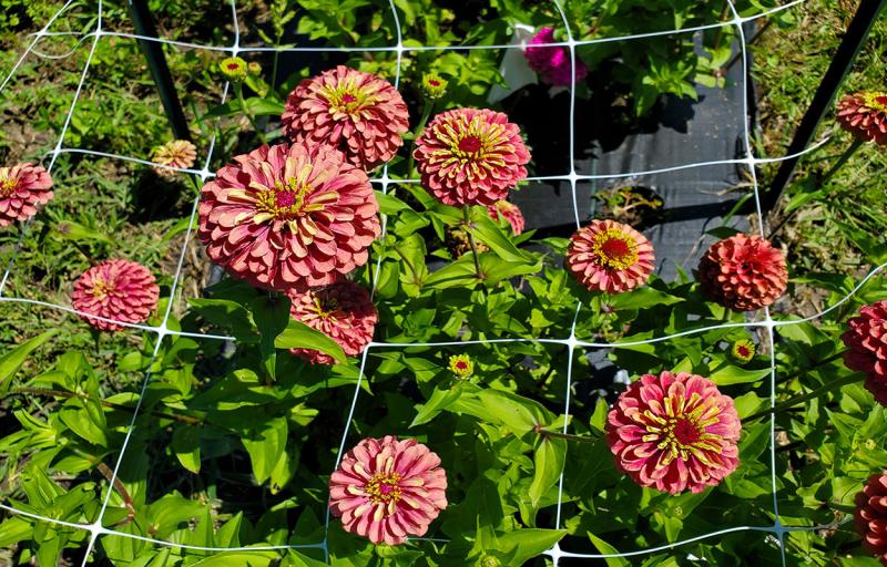 Zinnia flowers growing in trial plot.