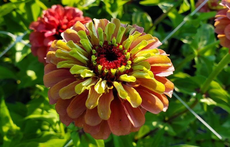 Queen Red Lime flower growing in trial plot.