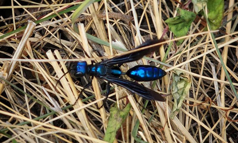 A metallic blue wasp with black wings sitting on brown grass.