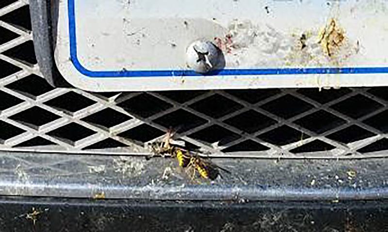 Two yellow and black wasps gathering dead insects off of the grille of a vehicle.