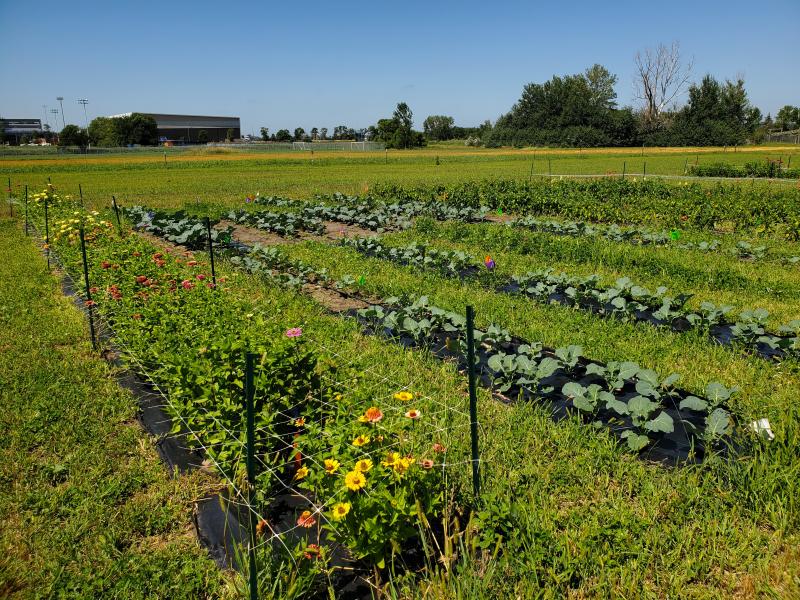 Garden at the SDSU Specialty Crop Research Field-South