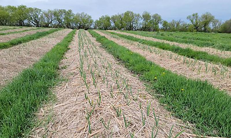 Rows of garlic plants emerging in spring.