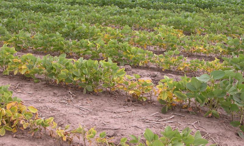 Soybean cyst nematode symptoms.