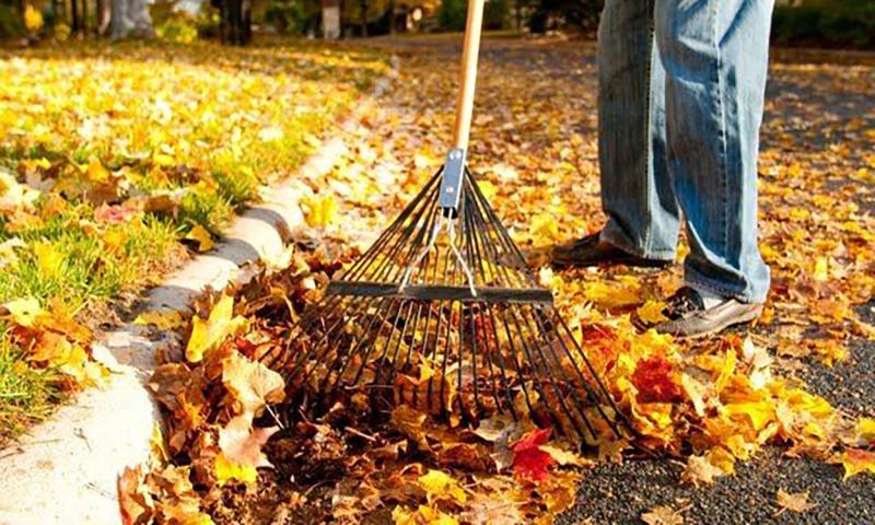 Individual raking leaves along a street curbside.