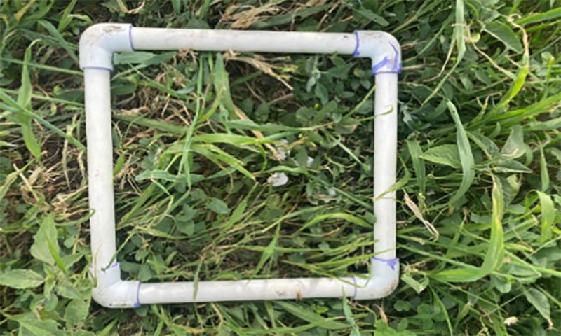 White, PVC pipe quadrant in test plot.