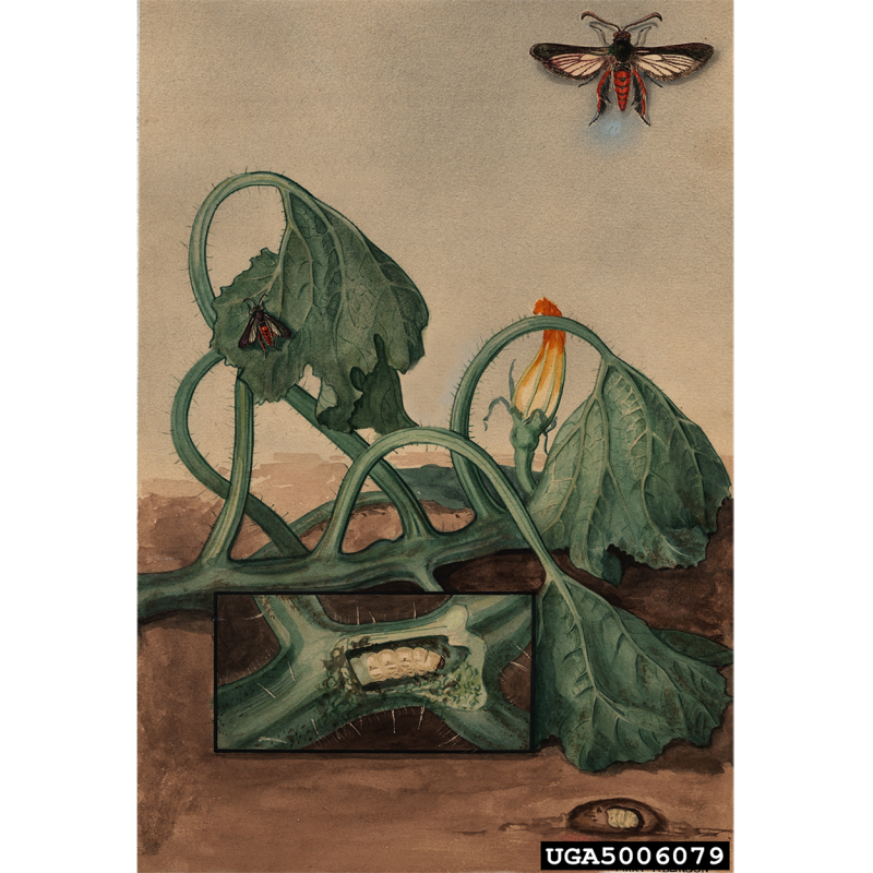 A drawing of green squash plant showing the white caterpillar insides the stem, the adult moth on the leaf and flying, and the pupa in the soil.