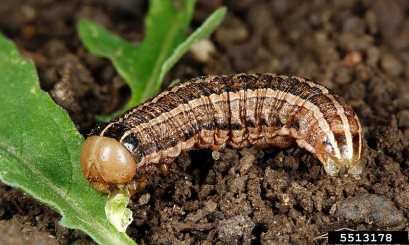 Caterpillar with brown and black stripes running down the length of its body. The caterpillar has a tan head and is feeding on green plant material.