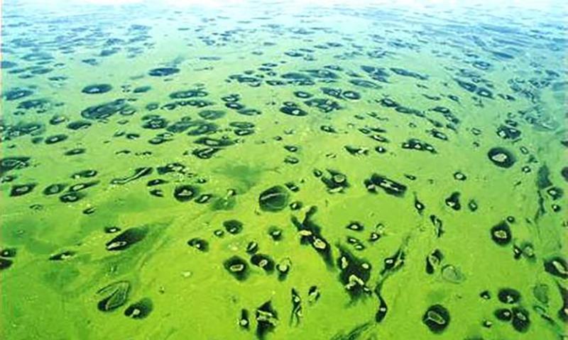 Lake water with intense algae bloom throughout.