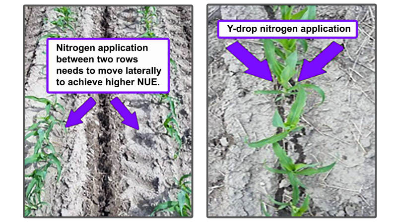Two fields with different methods of nitrogen application. The first application is between the rows of growing crops. The second shows a y-drop application close to the row of crops resulting in optimal application. For assistance reading this graphic and data set, please call SDSU Extension at 605-688-4792.