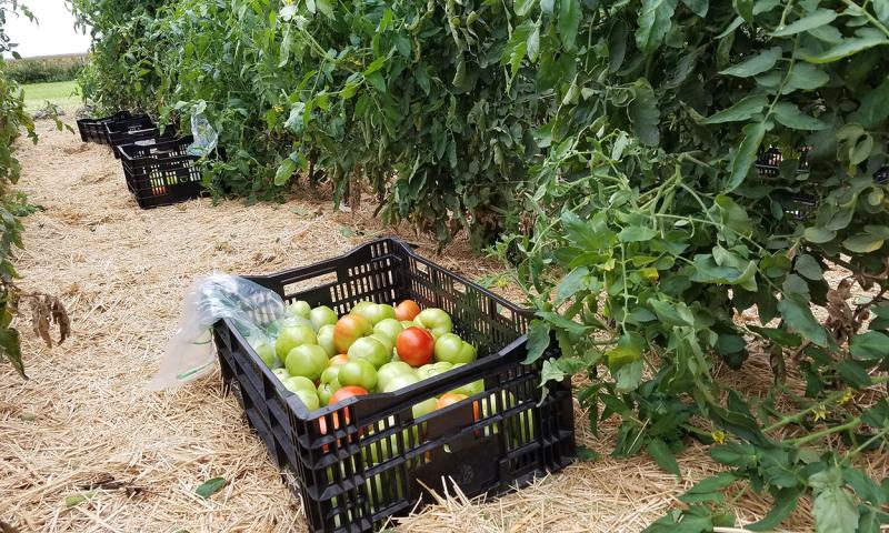 Crate of harvested green tomatoes in a garden.