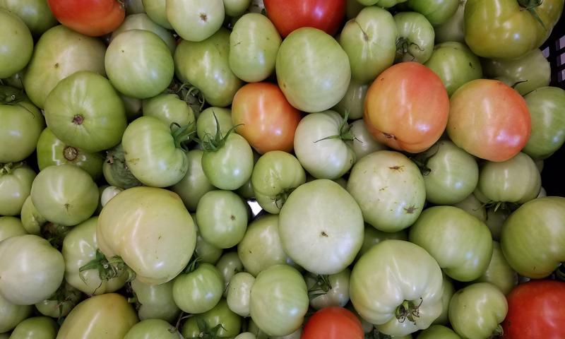 Crate of tomatoes at varying stages of ripeness.