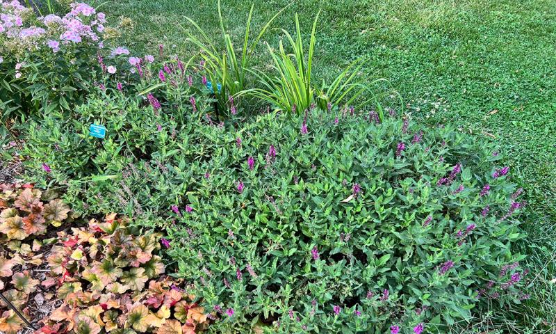 Crowded perennial plants in a fall garden.