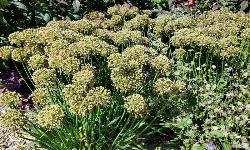 Crowed allium plant in fall garden.