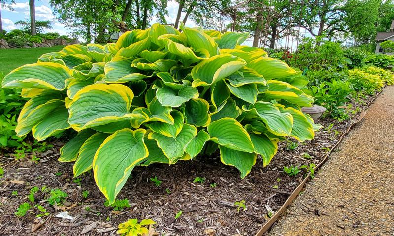 Large Hosta growing in a well-kept garden.
