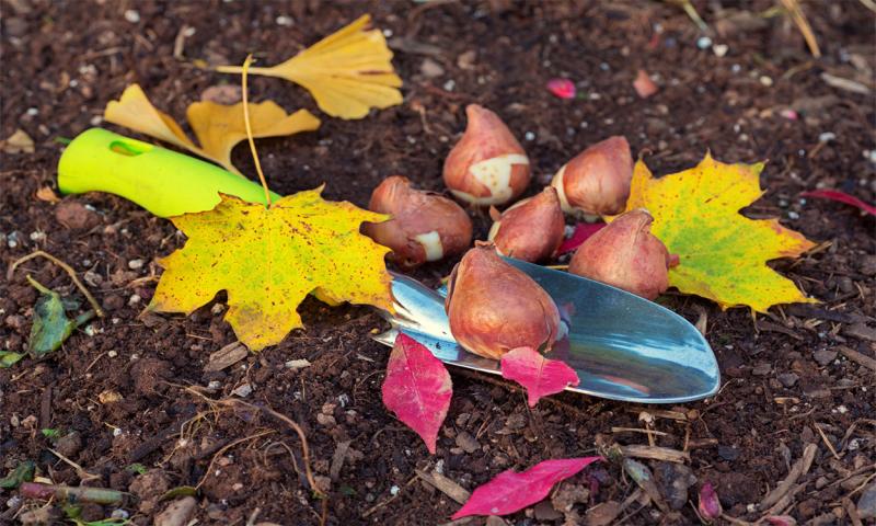 Tulip bulbs and trowel in a fall garden.