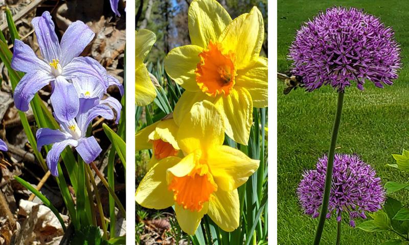 Glory of the Snow, Daffodil, and Allium blooming in three gardens.