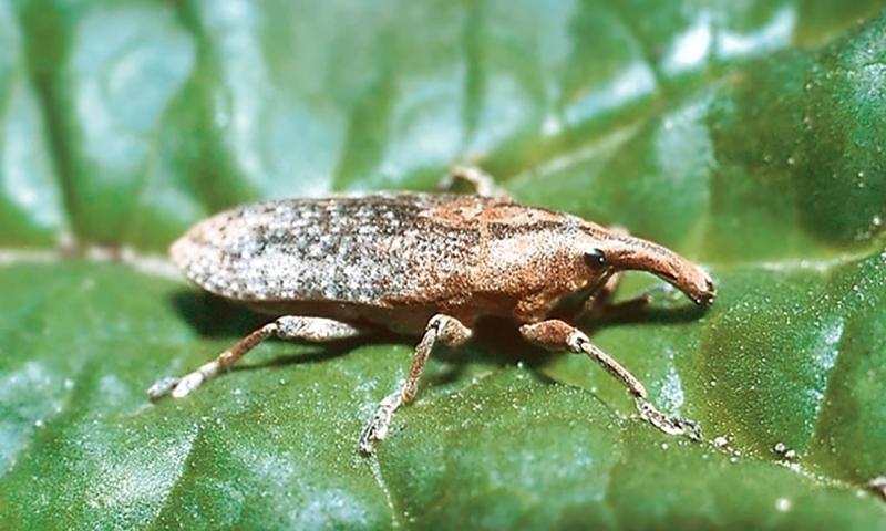 Adult rhubarb curculio on rhubarb plant.