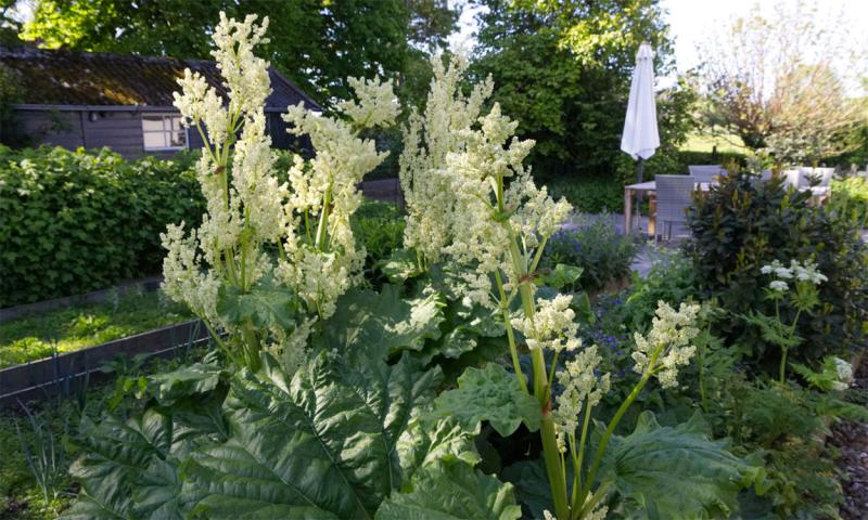 Rhubarb plants with white, flower stalks.