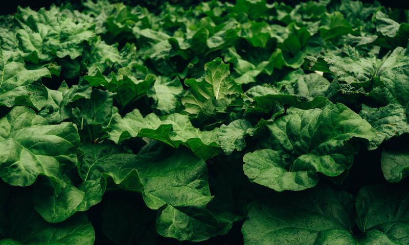 Rhubarb leaves throughout a garden.