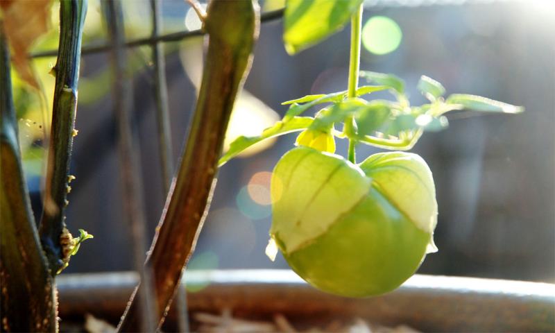 Green tomatillo with a split husk, ready to harvest.
