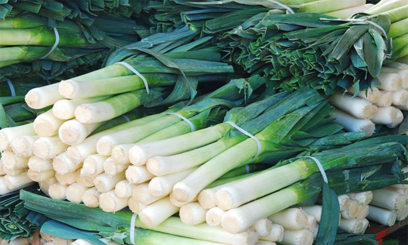 Freshly harvested leeks, cleaned and bundled for market.