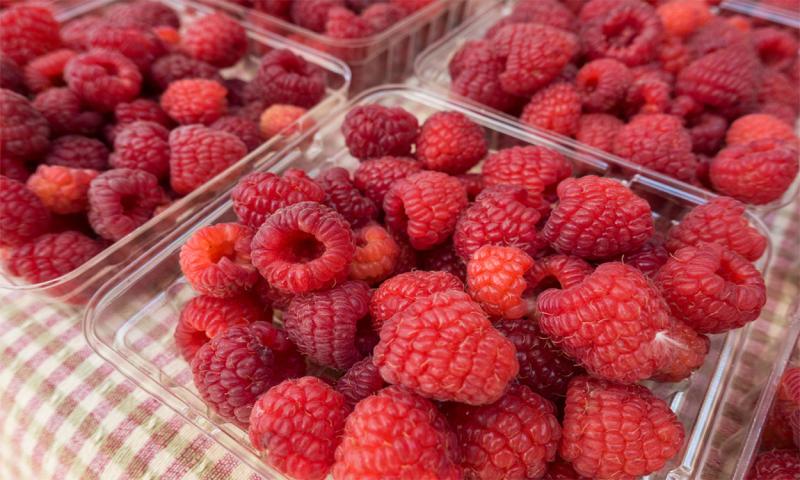 Freshly picked raspberries in shallow containers on a picnic table.