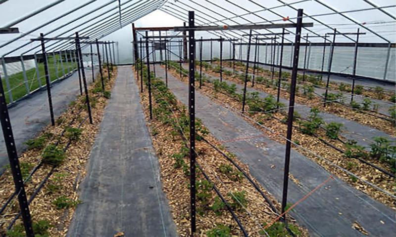 Raspberries on a trellis in a high tunnel