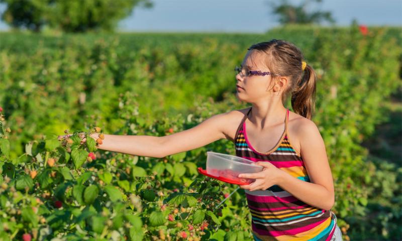 Child picking raspberries.