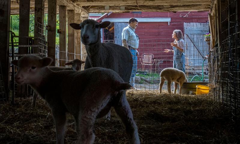 Man negotiating lamb purchase with female producer.